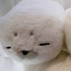 sealtuuri