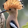 abuihabmaziel