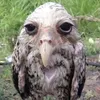 hyukaipirinha