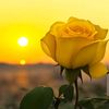 roze.riy