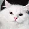 ridingdirector