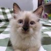raden_andy_setya