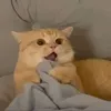 bungbododien