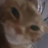 rats_on_tikt0k
