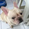 moogart02