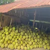 Xịn