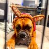 junotheboxerdog