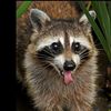 raccoon_love110