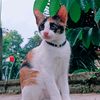 cahayarahmi