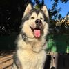 vegas_alaskan_malamute