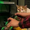 fedcornfred