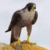 alfakim_2