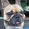 dianab81_frenchies