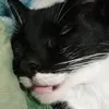 tomichitm