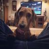 pippylongsausage