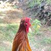 farmlimbizki3