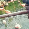 fatima_nioua