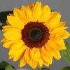 sunflower23231