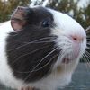gizmoguineapig