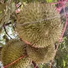 🌳Nam Có Nỗi Sầu Riêng🇻🇳