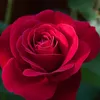 thienha869