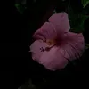 ecr_xs2a