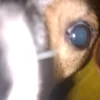 glaggletwiddler