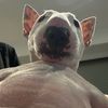 whippitburger