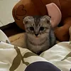 _yuanoo