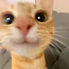 pixiesforyou