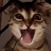 もん