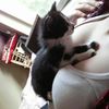 chernozhopaya_polly