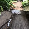 hungwvuongw