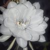 larasfuad_20