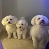 candieandbaileythebichon