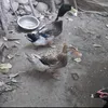 30363637281