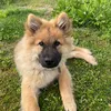 unys_eurasier