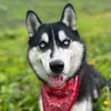 venom.le.lousky
