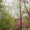 mut_77v