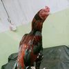 mak_031