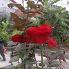 tai__1997