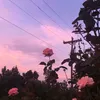 zitate.rose