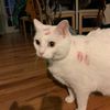 arabiancatpaws
