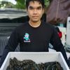 เปิ้ล กุ้งก้ามแดง 小龙虾