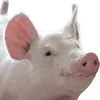 jtdjtmjmmwtad