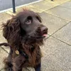ottothesprocker