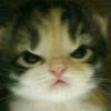 im...bad