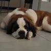 paulinadln