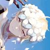 sixkyo_mb