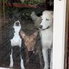 mychaoticcanines